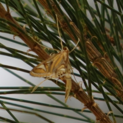 Strepsinoma foveata (Pyralid moth, Snout moth) at Paddys River, ACT - 18 Feb 2020 by Christine