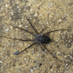 Tamopsis sp. (genus) at Paddys River, ACT - 18 Feb 2020