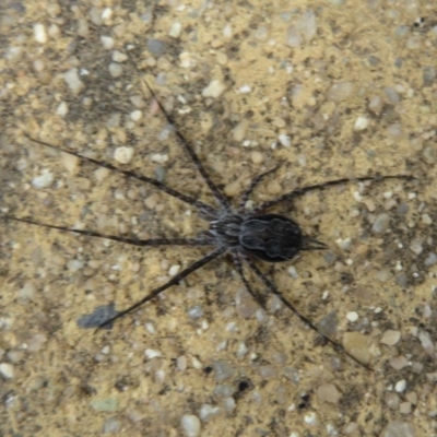 Tamopsis sp. (genus) (Two-tailed spider) at Paddys River, ACT - 18 Feb 2020 by Christine
