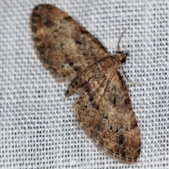 Chloroclystis approximata (Plumed or Cherry Looper) at Paddys River, ACT - 9 May 2018 by ibaird