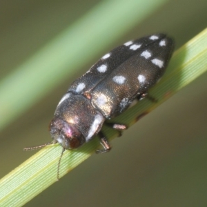 Diphucrania duodecimmaculata at Acton, ACT - 15 Feb 2020