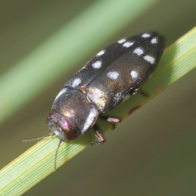 Diphucrania duodecimmaculata (12-spot jewel beetle) at ANBG - 15 Feb 2020 by Harrisi