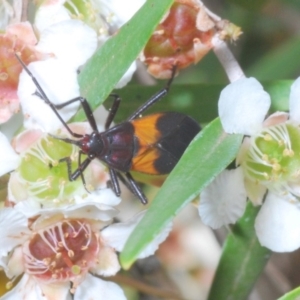 Oncopeltus (Oncopeltus) sordidus at Acton, ACT - 15 Feb 2020