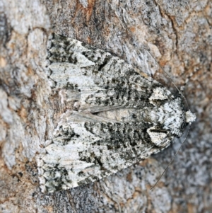 Chlenias ochrocrana at Paddys River, ACT - 9 May 2018