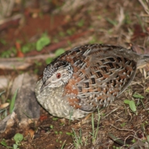 Turnix varius at Hughes, ACT - 17 Feb 2020 11:40 PM