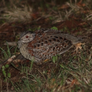 Turnix varius at Hughes, ACT - 17 Feb 2020 11:40 PM