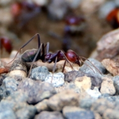 Iridomyrmex purpureus (Meat Ant) at Tharwa, ACT - 18 Feb 2020 by RodDeb
