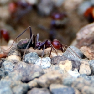 Iridomyrmex purpureus at Tharwa, ACT - 18 Feb 2020 12:29 PM