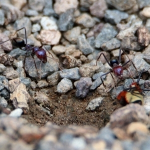 Iridomyrmex purpureus at Tharwa, ACT - 18 Feb 2020