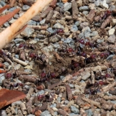 Iridomyrmex purpureus at Tharwa, ACT - 18 Feb 2020