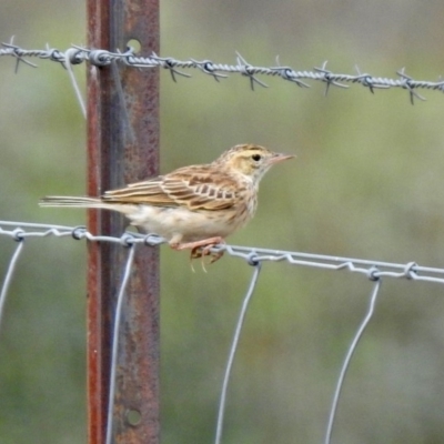 Anthus australis (Australian Pipit) at Gordon, ACT - 18 Feb 2020 by RodDeb