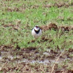 Charadrius melanops (Black-fronted Dotterel) at Gordon, ACT - 18 Feb 2020 by RodDeb