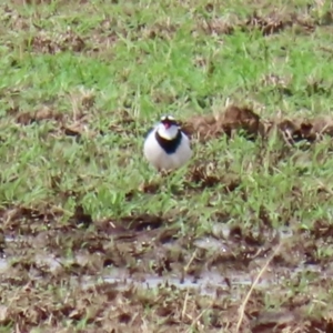 Charadrius melanops at Gordon, ACT - 18 Feb 2020 11:36 AM