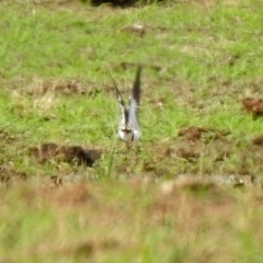 Charadrius melanops at Gordon, ACT - 18 Feb 2020 11:36 AM