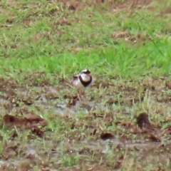 Charadrius melanops at Gordon, ACT - 18 Feb 2020 11:36 AM