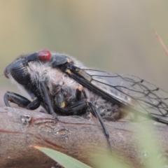 Psaltoda moerens (Redeye cicada) at Tennent, ACT - 15 Dec 2019 by MichaelBedingfield