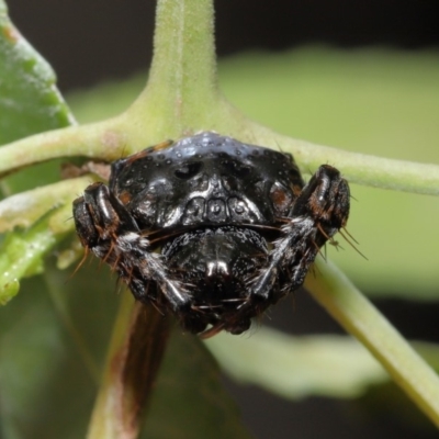 Arkys sp. (genus) (An Ambush, Bird-dropping or Triangular Spider) at Hackett, ACT - 17 Feb 2020 by TimL