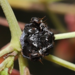 Arkys sp. (genus) at Hackett, ACT - 18 Feb 2020