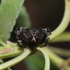 Arkys sp. (genus) at Hackett, ACT - 18 Feb 2020