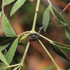 Arkys sp. (genus) at Hackett, ACT - 18 Feb 2020