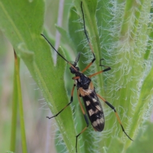 Gynoplistia (Gynoplistia) bella at Tharwa, ACT - 19 Dec 2019 08:25 PM