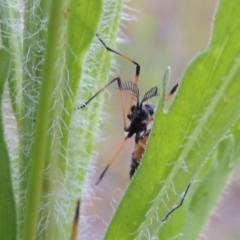 Gynoplistia (Gynoplistia) bella at Tharwa, ACT - 19 Dec 2019 08:25 PM