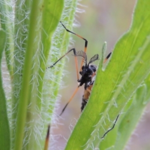 Gynoplistia (Gynoplistia) bella at Tharwa, ACT - 19 Dec 2019