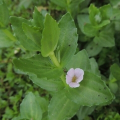 Gratiola peruviana (Australian Brooklime) at Tharwa, ACT - 19 Dec 2019 by michaelb