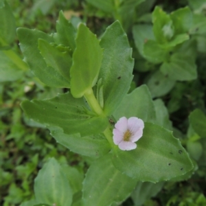 Gratiola peruviana at Tharwa, ACT - 19 Dec 2019