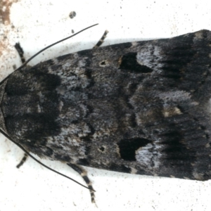 Thoracolopha flexirena at Ainslie, ACT - 16 Feb 2020