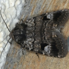 Thoracolopha flexirena at Ainslie, ACT - 16 Feb 2020