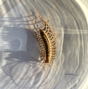 Scutigeridae (family) at Yass River, NSW - 19 Feb 2020