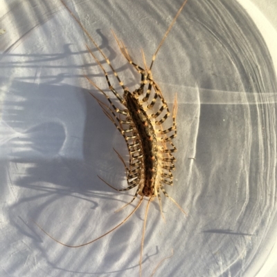Scutigeridae (family) (A scutigerid centipede) at Yass River, NSW - 18 Feb 2020 by SueMcIntyre