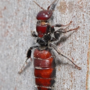 Tiphiidae (family) at Acton, ACT - 18 Feb 2020