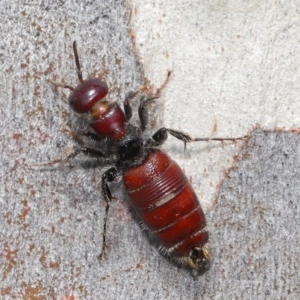 Tiphiidae (family) at Acton, ACT - 18 Feb 2020 12:22 PM