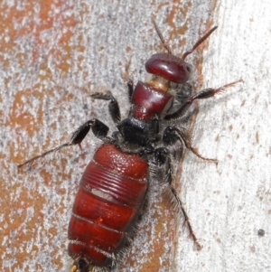 Tiphiidae (family) at Acton, ACT - 18 Feb 2020 12:22 PM