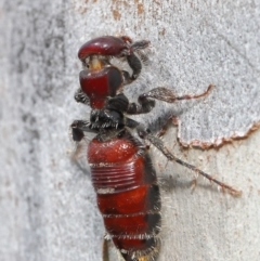 Tiphiidae (family) at Acton, ACT - 18 Feb 2020 12:22 PM