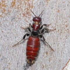 Tiphiidae (family) at Acton, ACT - 18 Feb 2020 12:22 PM