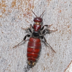 Tiphiidae (family) at Acton, ACT - 18 Feb 2020 12:22 PM