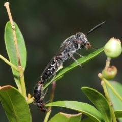 Tiphiidae (family) (Unidentified Smooth flower wasp) at Hackett, ACT - 18 Feb 2020 by TimL