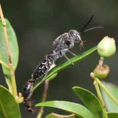 Tiphiidae (family) at Hackett, ACT - 18 Feb 2020