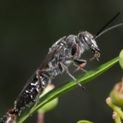 Tiphiidae (family) at Hackett, ACT - 18 Feb 2020