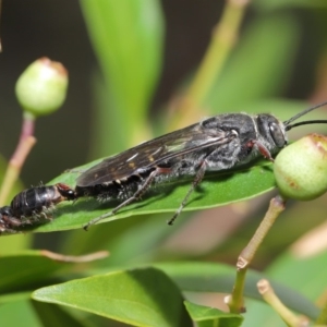 Tiphiidae (family) at Hackett, ACT - 18 Feb 2020