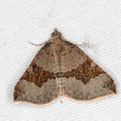 Anachloris uncinata (Hook-winged Carpet (Larentiinae)) at Hackett, ACT - 17 Apr 2018 by Bron