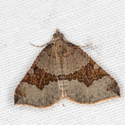 Anachloris uncinata (Hook-winged Carpet (Larentiinae)) at Hackett, ACT - 17 Apr 2018 by Bron