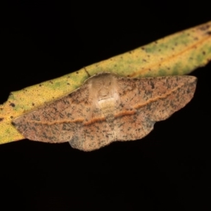 Antictenia punctunculus at Melba, ACT - 30 Dec 2018