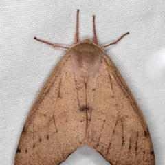Arhodia lasiocamparia (Pink Arhodia (Oenochrominae)) at Hackett, ACT - 24 Jan 2018 by Bron