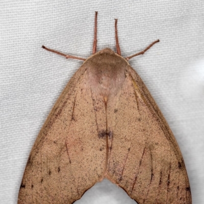Arhodia lasiocamparia (Pink Arhodia (Oenochrominae)) at Hackett, ACT - 24 Jan 2018 by Bron
