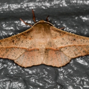 Antictenia punctunculus at Melba, ACT - 5 Jan 2013