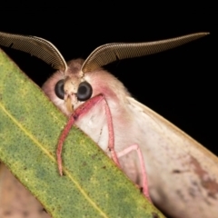 Arhodia lasiocamparia (Pink Arhodia) at Melba, ACT - 3 Nov 2018 by Bron